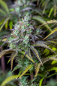 Preview: Samen 3x Original Big Bud Automatik Fast Buds